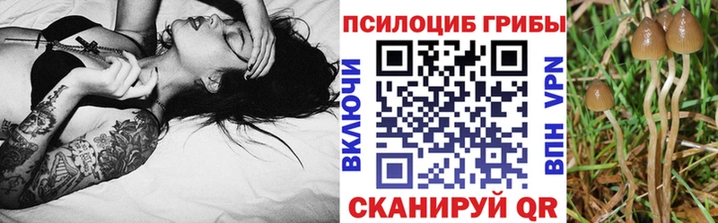 Галлюциногенные грибы Psilocybe  Горбатов 